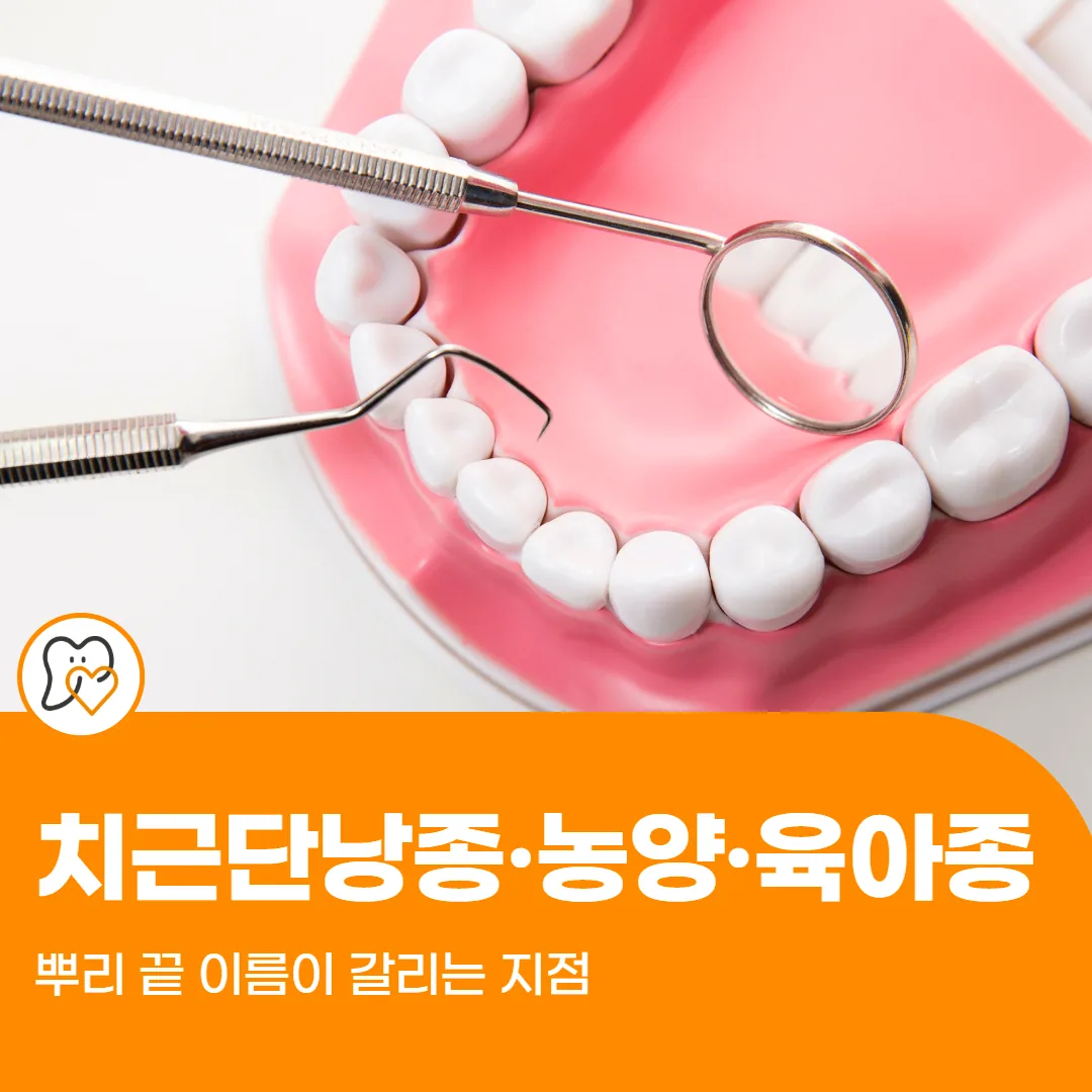 치근단낭종·농양·육아종, 뿌리 끝 이름이 갈리는 지점